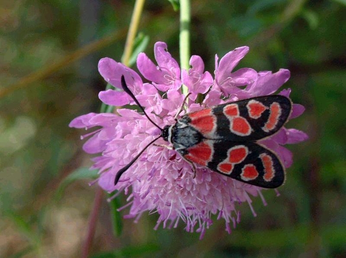 Zygaena loti e Z.carniolica